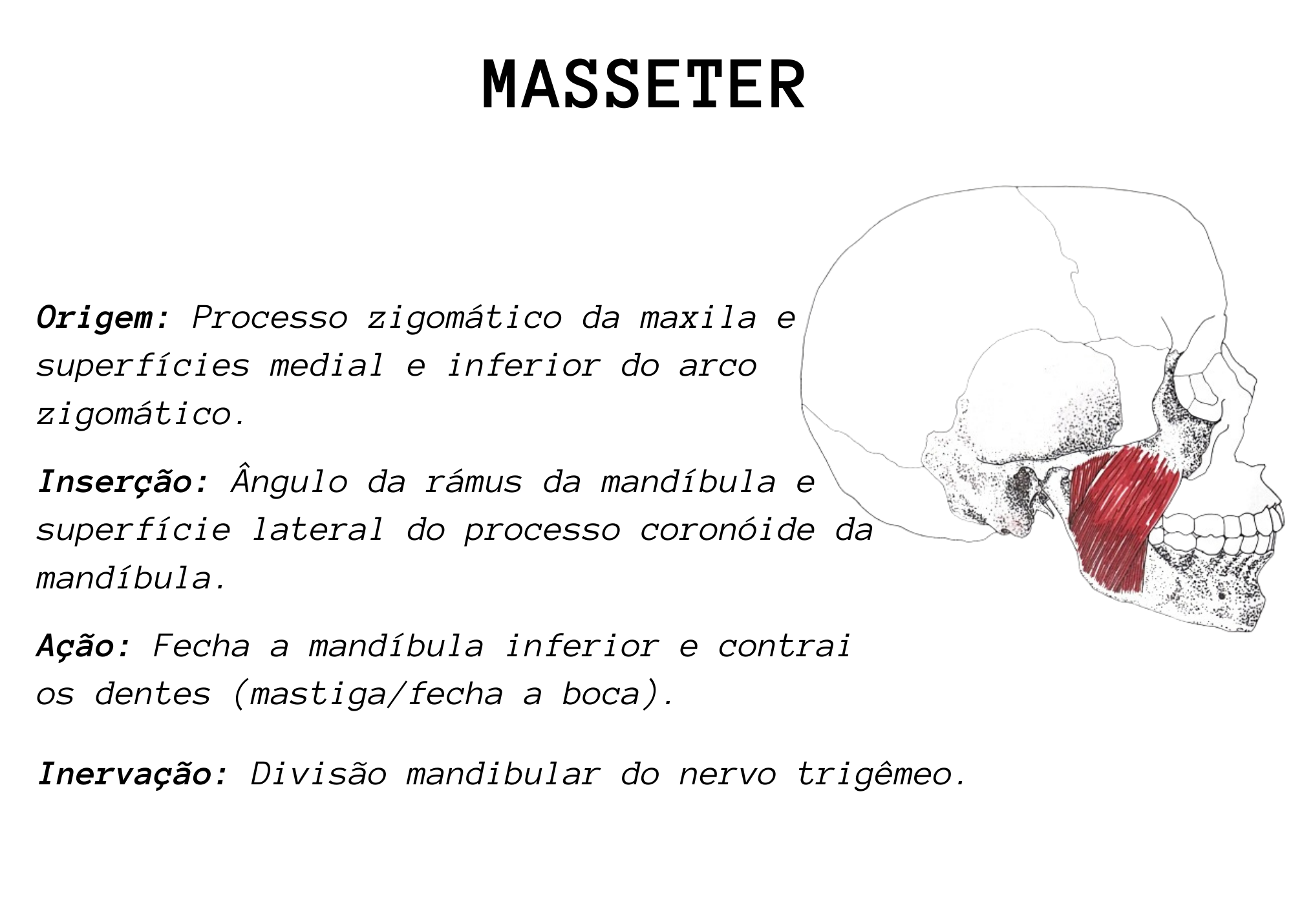 Muscles-of-the-Face-and-Head.pdf1_.png